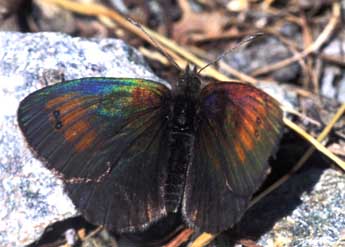 Erebia tyndarus Esp. adulte - ©Tristan Lafranchis