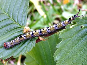  Chenille de Dicranura ulmi D. & S. - ©Daniel Morel