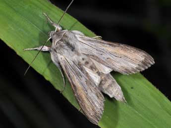 Cucullia umbratica L. adulte - Philippe Mothiron