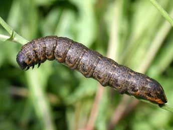  Chenille de Cucullia umbratica L. - Serge Wambeke