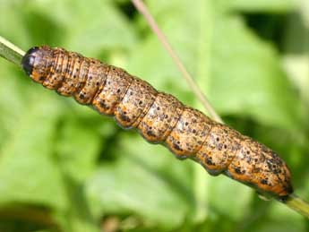  Chenille de Cucullia umbratica L. - Serge Wambeke