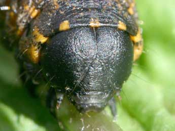  Chenille de Cucullia umbratica L. - Serge Wambeke