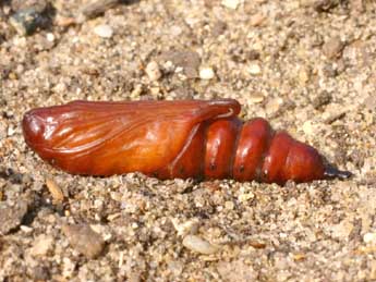  Chrysalide de Cucullia umbratica L. - ©Serge Wambeke