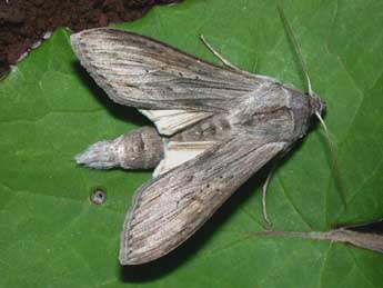 Cucullia umbratica L. adulte - Philippe Mothiron