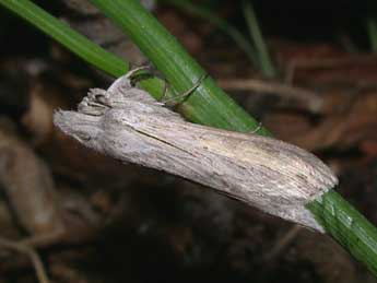 Cucullia umbratica L. adulte - Philippe Mothiron