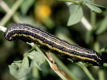  Chenille de Pyrrhia umbra Hfn. - ©Serge Wambeke