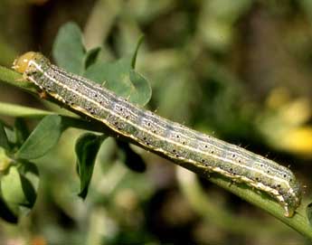  Chenille de Pyrrhia umbra Hfn. - ©Serge Wambeke