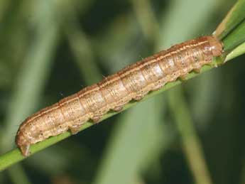  Chenille de Apamea unanimis Hb. - ©Serge Wambeke