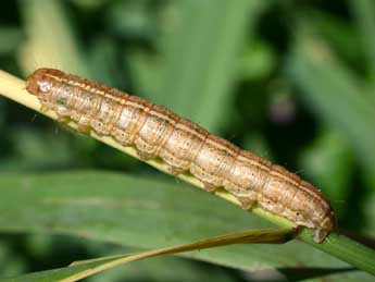  Chenille de Apamea unanimis Hb. - Serge Wambeke