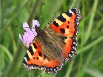 Aglais urticae L. adulte - Claude de Saint-Etienne