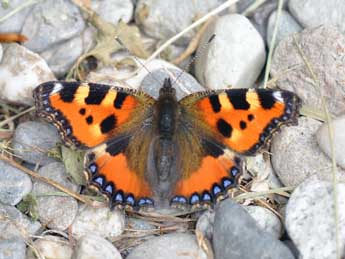 Aglais urticae L. adulte - ©Philippe Mothiron