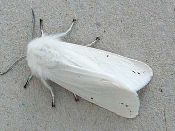 Spilosoma urticae Esp. adulte - Jean-Paul Quinette