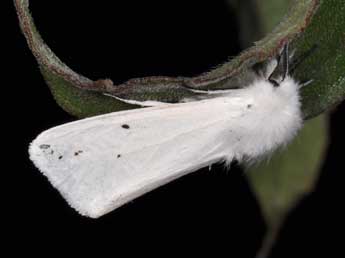 Spilosoma urticae Esp. adulte - ©Philippe Mothiron