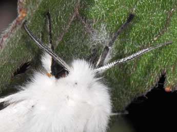 Spilosoma urticae Esp. adulte - Philippe Mothiron