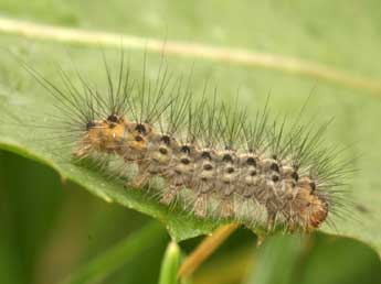  Chenille de Spilosoma urticae Esp. - ©Daniel Morel