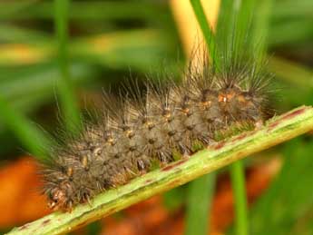  Chenille de Spilosoma urticae Esp. - ©Daniel Morel