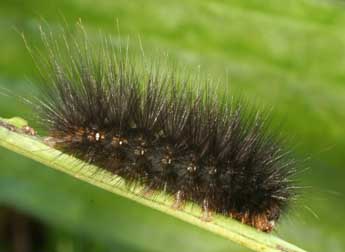  Chenille de Spilosoma urticae Esp. - Daniel Morel