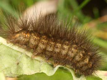  Chenille de Spilosoma urticae Esp. - Daniel Morel