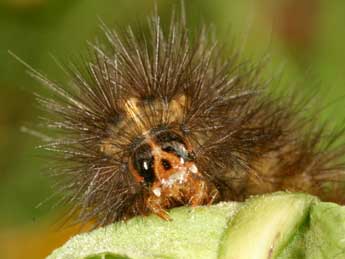  Chenille de Spilosoma urticae Esp. - Daniel Morel