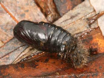  Chrysalide de Spilosoma urticae Esp. - Daniel Morel