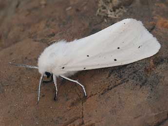 Spilosoma urticae Esp. adulte - ©Daniel Morel