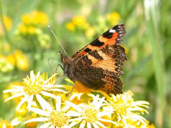 Aglais urticae L. adulte - Philippe Mothiron