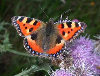 Aglais urticae L. adulte - Philippe Mothiron