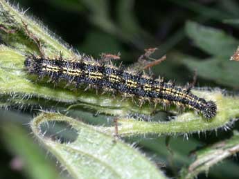  Chenille de Aglais urticae L. - ©Philippe Mothiron