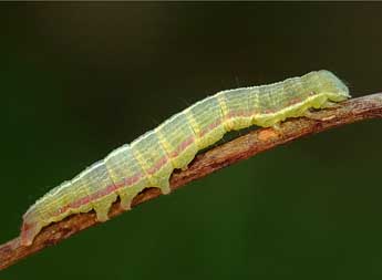  Chenille de Epimecia ustula Frr - David Demerges