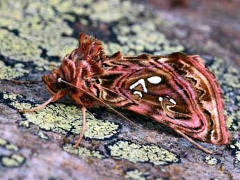 Panchrysia v-argenteum Esp. adulte - ©Daniel Morel