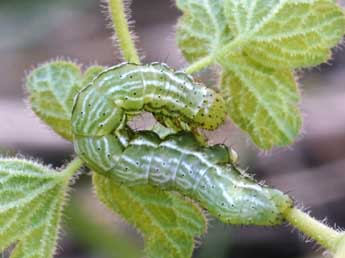  Chenille de Panchrysia v-argenteum Esp. - Daniel Morel