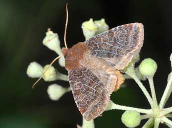 Conistra vaccinii L. adulte - ©Philippe Mothiron