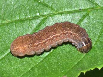  Chenille de Conistra vaccinii L. - ©Philippe Mothiron