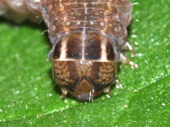  Chenille de Conistra vaccinii L. - Philippe Mothiron