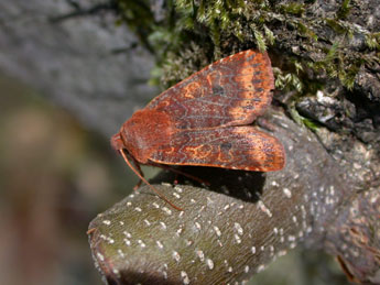 Conistra vaccinii L. adulte - ©Philippe Mothiron