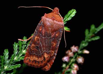 Conistra vaccinii L. adulte - Philippe Mothiron