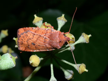 Conistra vaccinii L. adulte - ©Philippe Mothiron