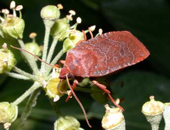 Conistra vaccinii L. adulte - Philippe Mothiron