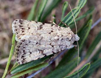 Dichagyris vallesiaca Bsdv. adulte - ©Daniel Morel