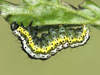  Chenille de Euchalcia variabilis P. & M. - Grgory Guicherd