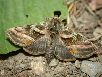 Euchalcia variabilis P. & M. adulte - ©Philippe Mothiron