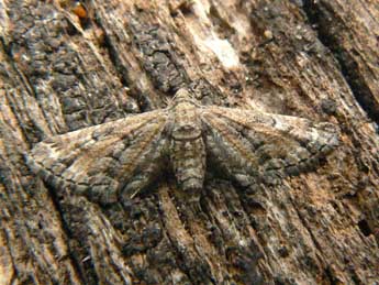 Eupithecia variostrigata Alph. adulte - ©Olivier Pineau