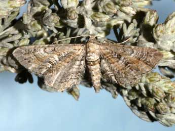 Eupithecia variostrigata Alph. adulte - ©Lionel Taurand