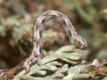  Chenille de Eupithecia variostrigata Alph. - ©Lionel Taurand