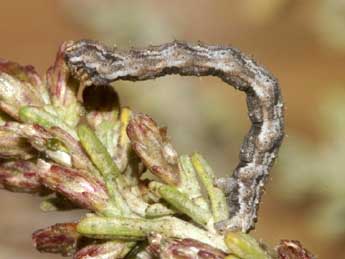  Chenille de Eupithecia variostrigata Alph. - Lionel Taurand