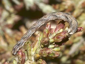  Chenille de Eupithecia variostrigata Alph. - Lionel Taurand