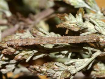  Chenille de Eupithecia variostrigata Alph. - ©Lionel Taurand