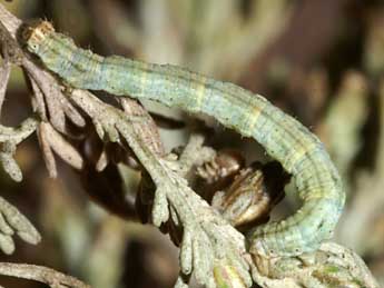  Chenille de Eupithecia variostrigata Alph. - ©Lionel Taurand