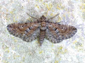 Eupithecia variostrigata Alph. adulte - ©Lionel Taurand