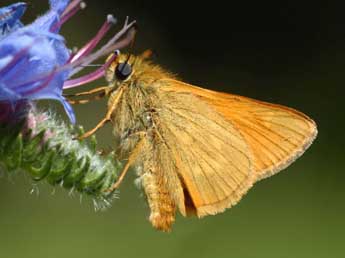 Ochlodes sylvanus Esp. adulte - ©Daniel Morel